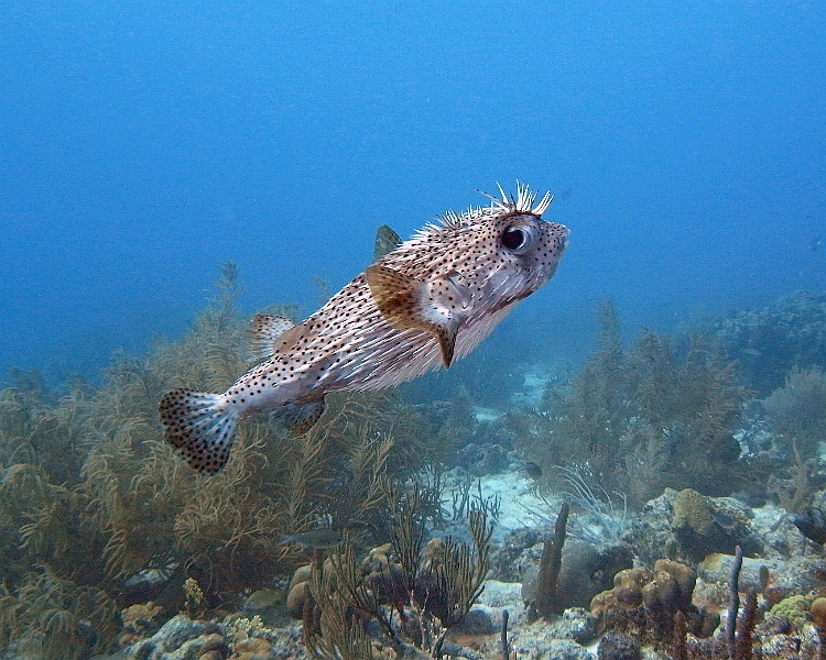 UWBN15-Puffer Fish 2015